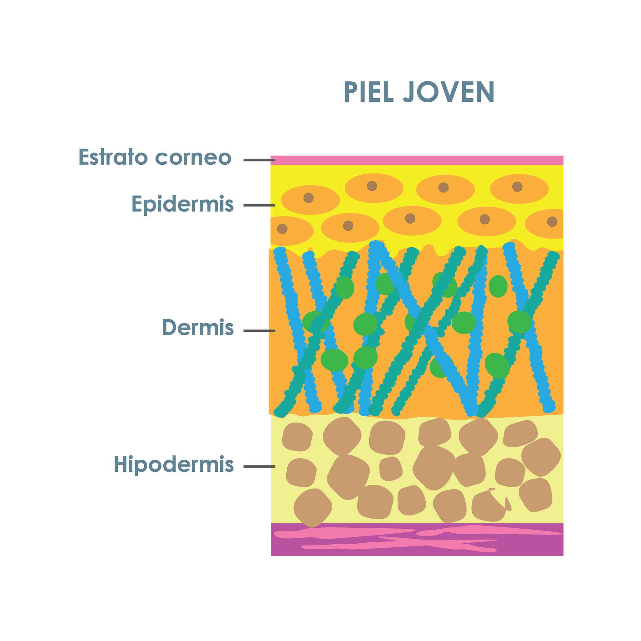 Sección transversal de la piel joven y sin arrugas