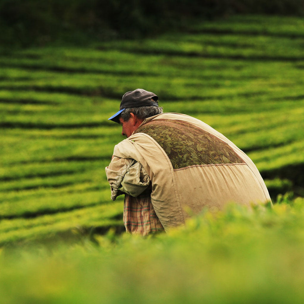 Hombre llevando té recién cosechado en una plantación Europea