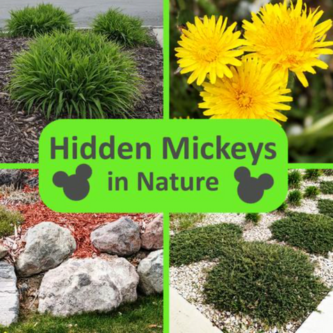  Ultimate Guide to Hidden Mickeys in Nature—6 Tips for Finding Hidden Mickeys All around Your Neighborhood