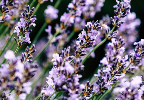 Lavender to be used as wedding confetti