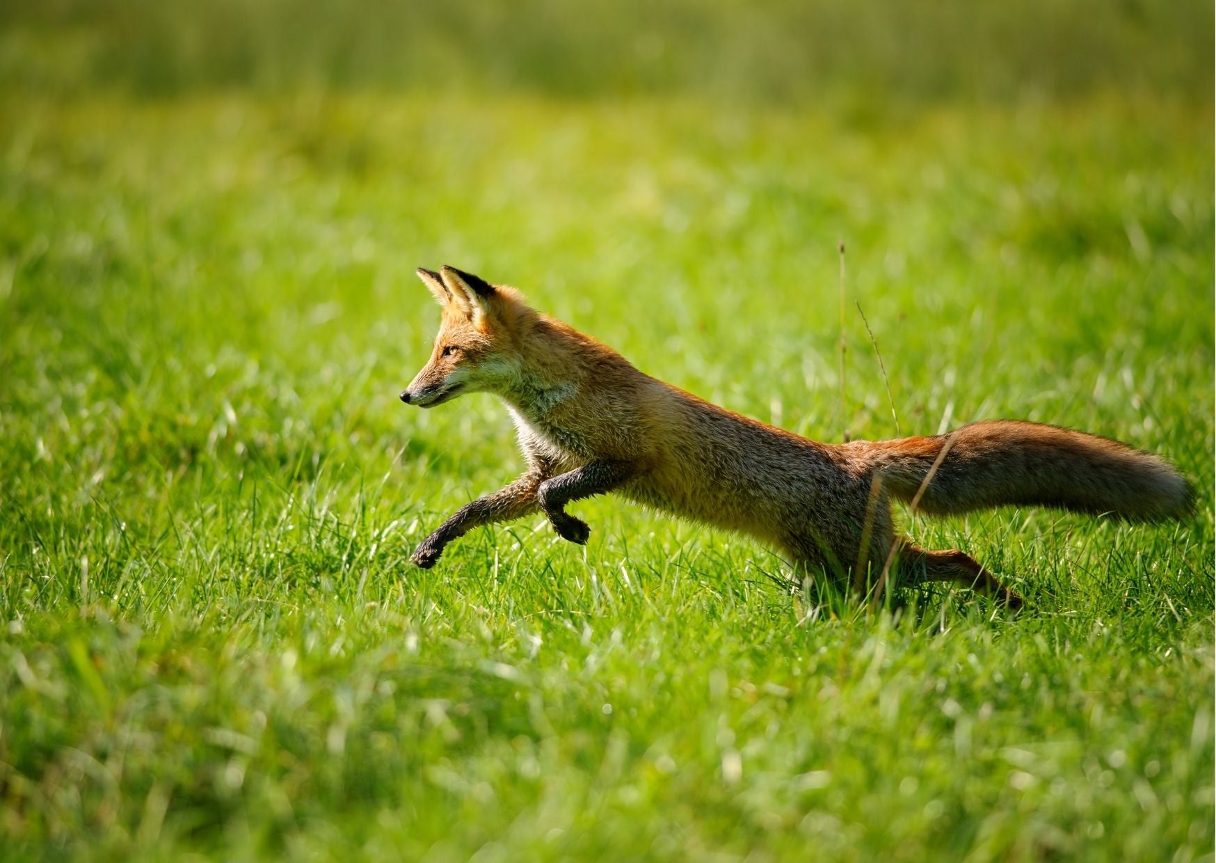 egy fiatal róka játszik a réten