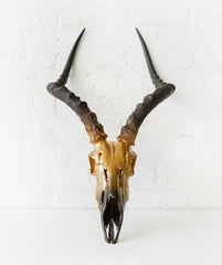 Real 24K Golden Gazelle Skull - Ombre Gold Painted Details - African Wall Trophy