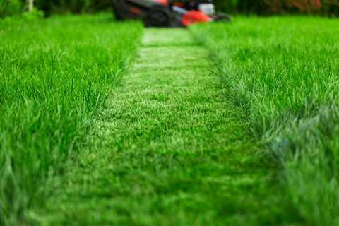 Importance of Mowing and Trimming for a Healthy Lawn – OtO Inc.