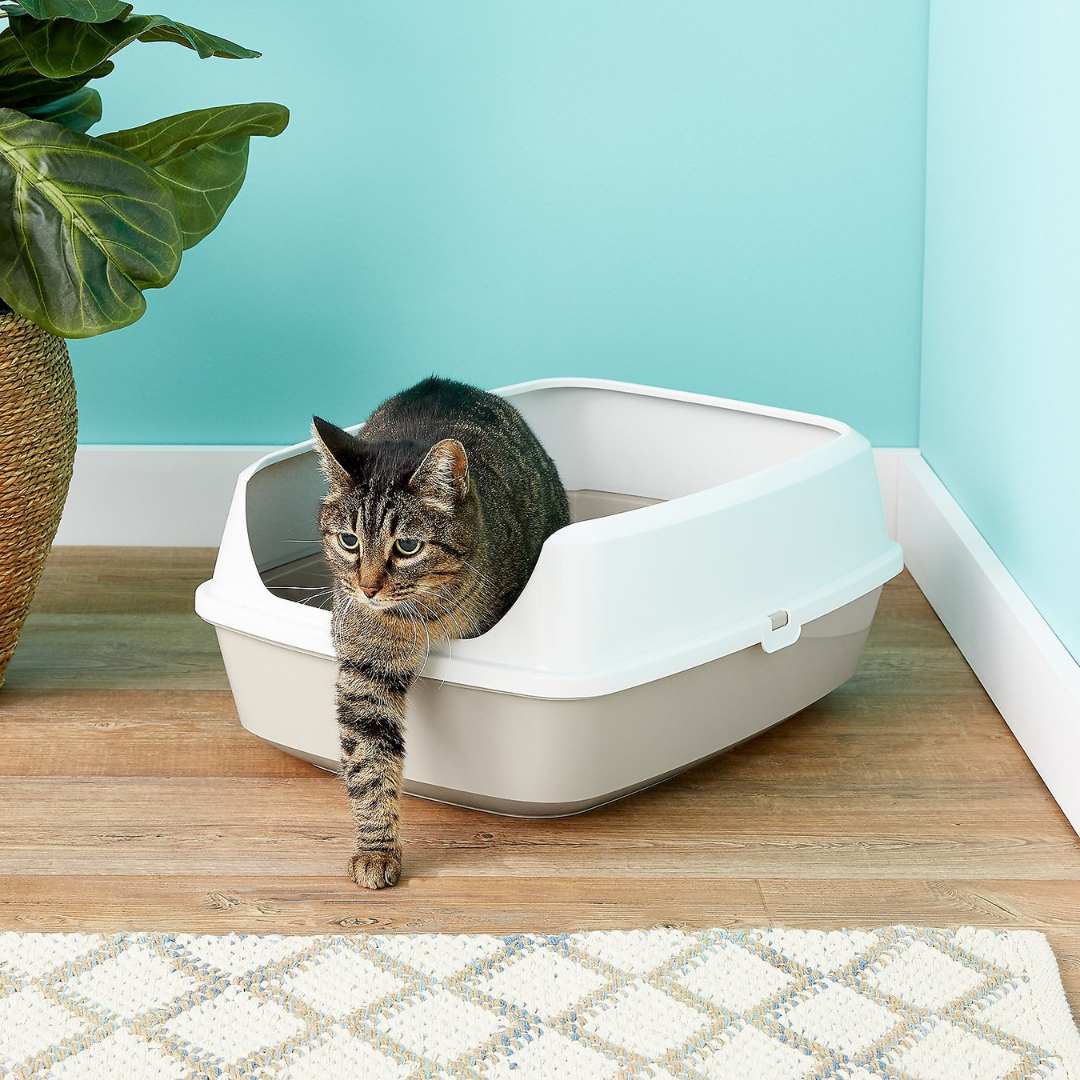 Top 5 Reasons Your Cat Urinates Outside the Box