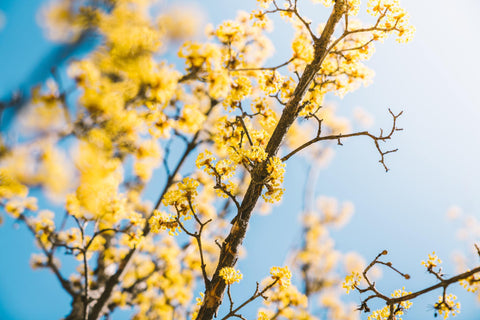 Cornus mas i tidlig vår blomst