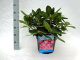 Hagerhododendron 'Germania'