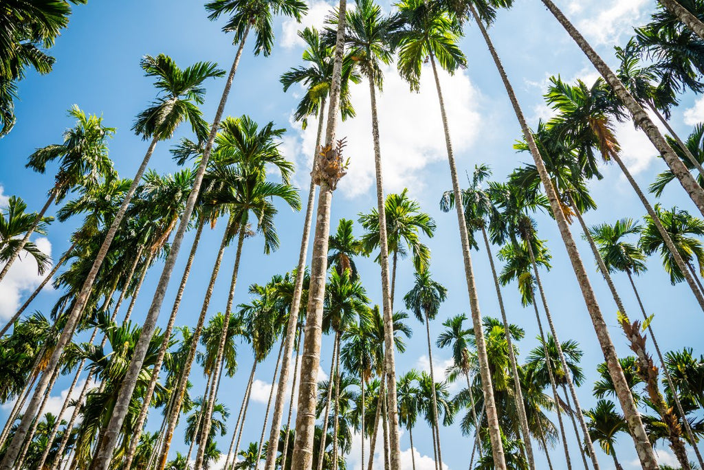 areca palm tree forest
