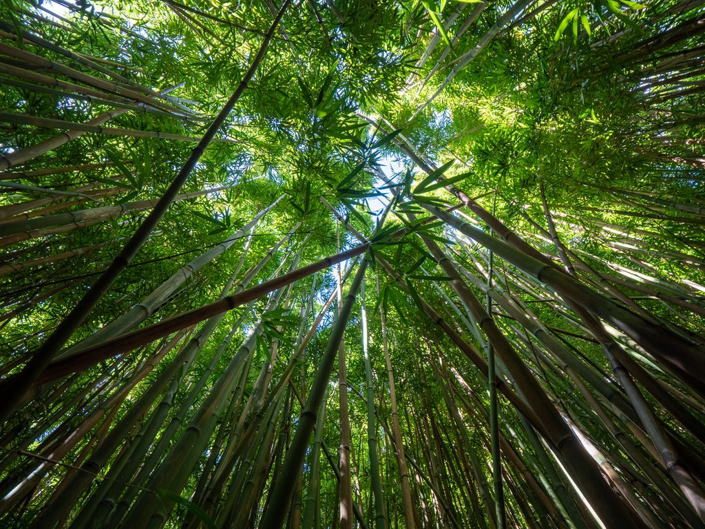 bamboo trees