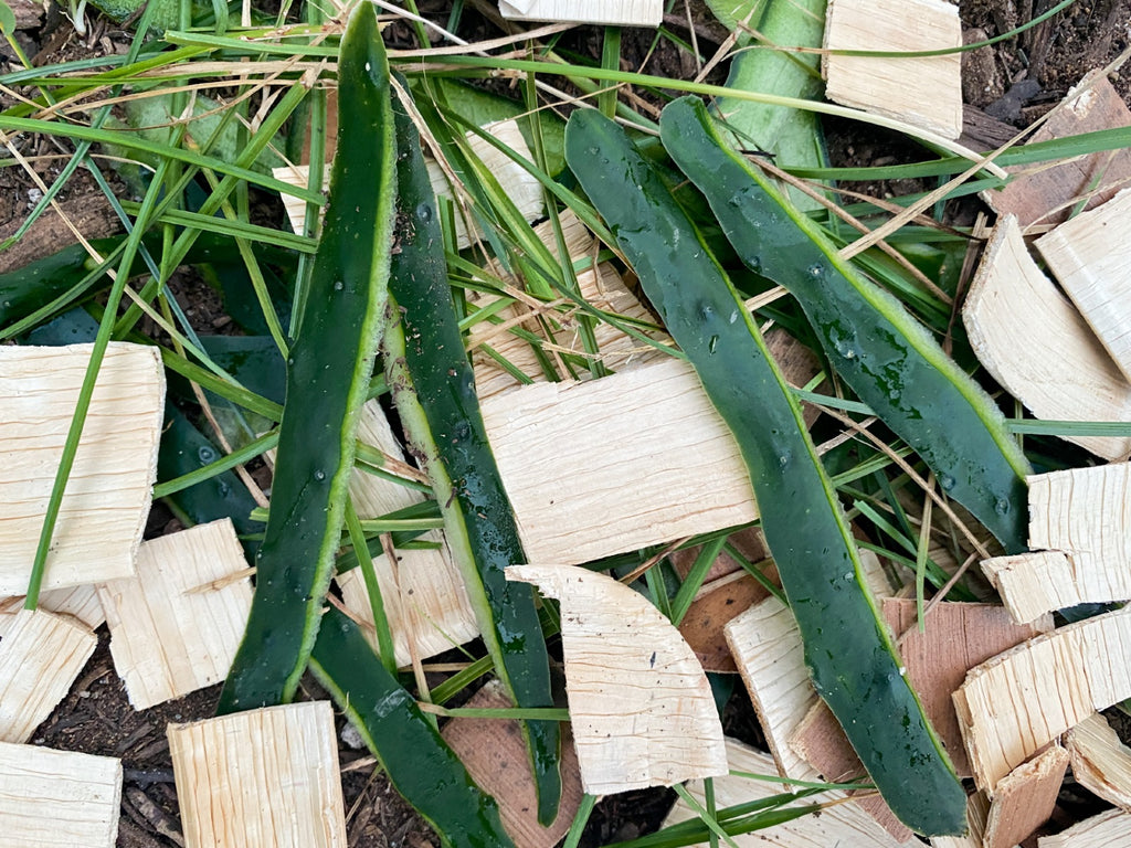 palm leaf plates pieces in compost