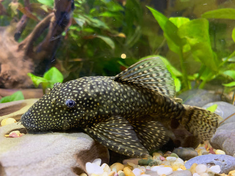 aquarium sucker fish