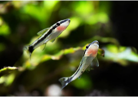 Top 5 Cleaner Fish for your Aquarium!