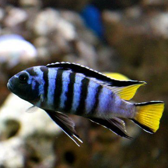 mpanga cichlid