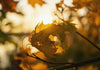 Herbstblatt in der Sonne