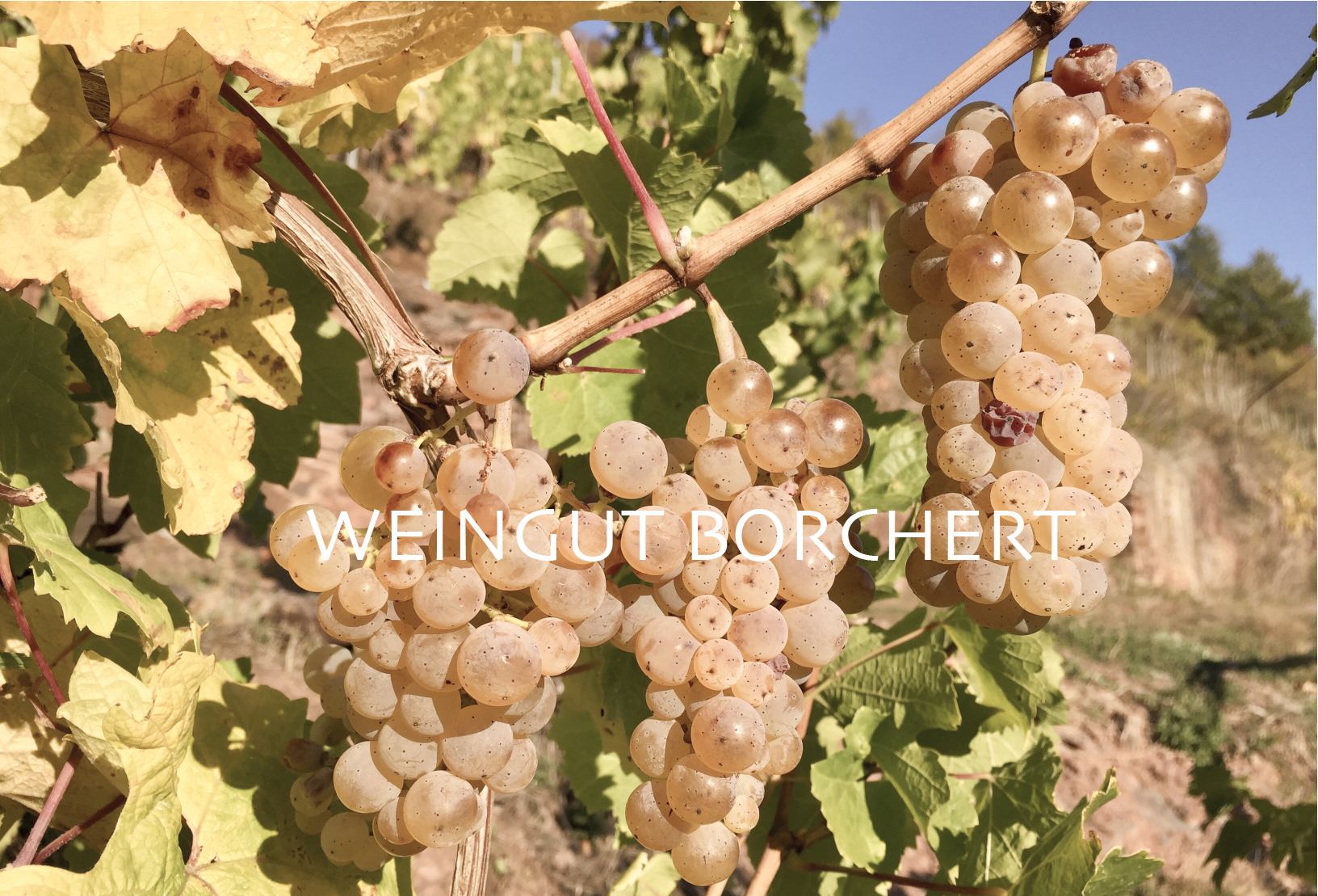 (c) Mosel-wein-mosel.de