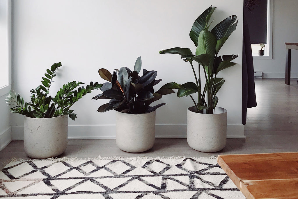 plantas decorativas en salón