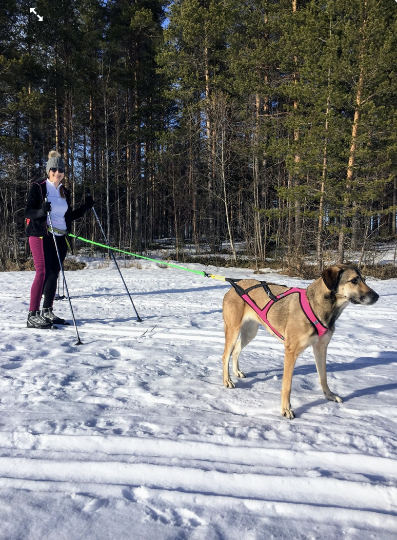 Axaeco Zugleine 1 Hund Glueckshunde