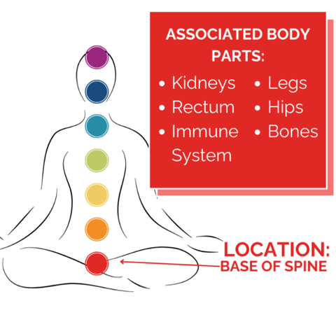 image of a person sitting cross legged with their chakra areas highlighted by color and a block of areas of the body associated with the Root Chakra