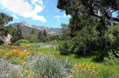 santa barbara botanic gardens - OurCoordinates blog