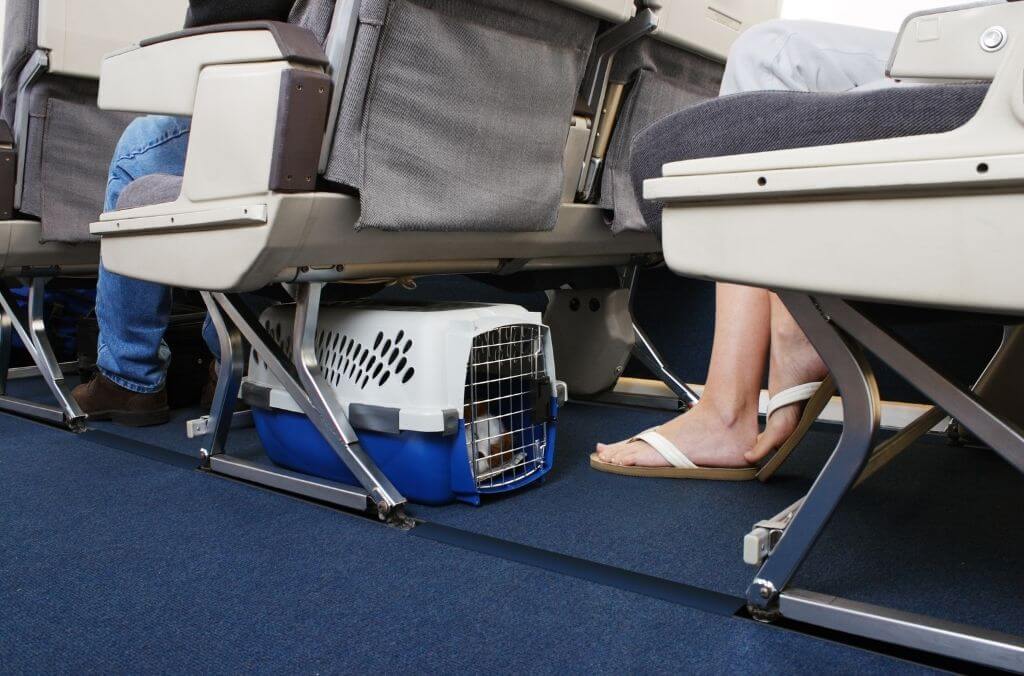 get a comfortable pet crate for the trip - OurCoordinates
