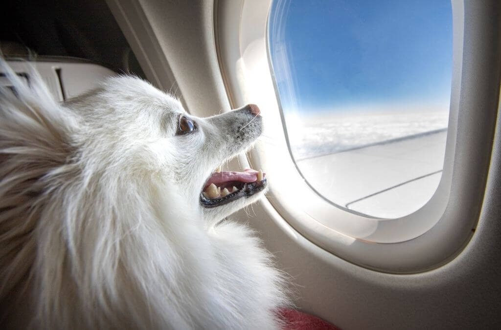 make your pet comfortable when traveling - OurCoordinates