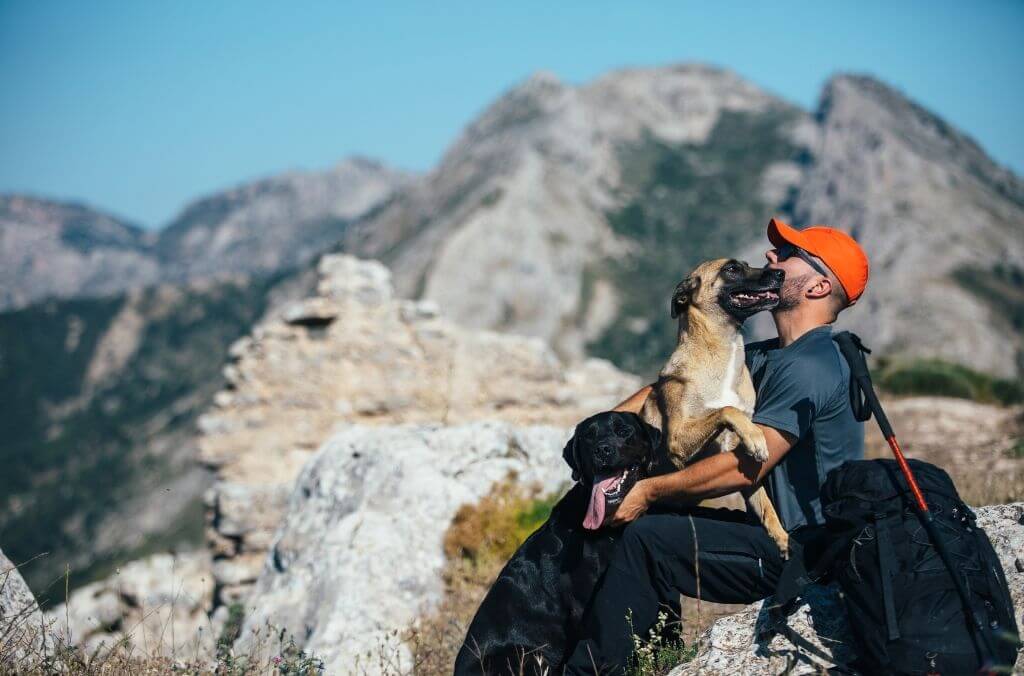 ultimate guide to traveling with your pet - OurCoordinates