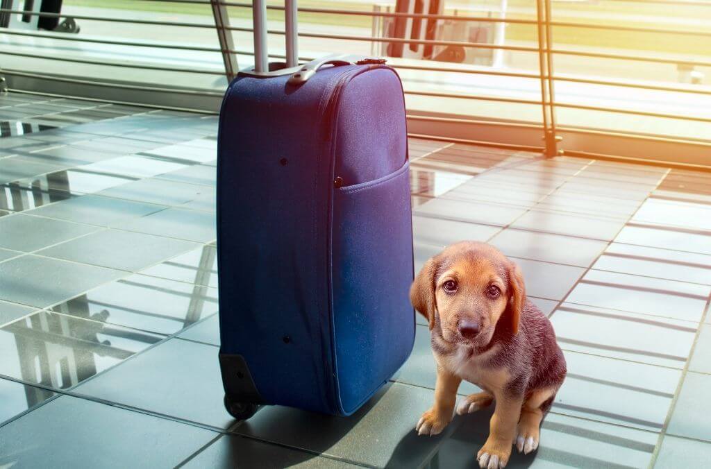 ultimate guide to traveling with pets - OurCoordinates