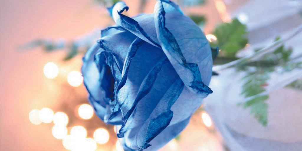 La Rose Bleue, un symbole de rareté | En Savoir Plus