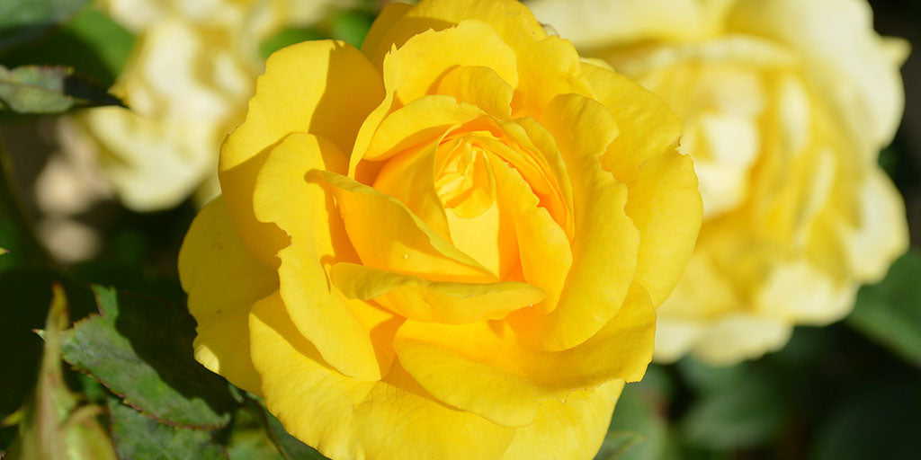 Le Rose de Noël : Un Symbole de Joie et de Réconfort pour les Fêtes de Fin d'Année