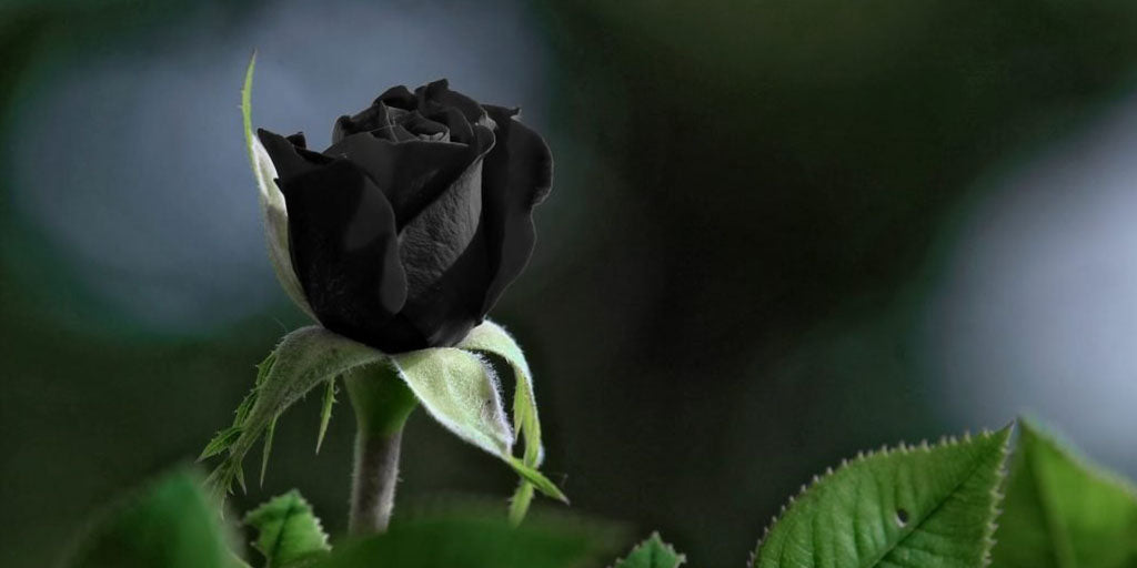 La Rose Noire, Fleur du Deuil | En Savoir Plus