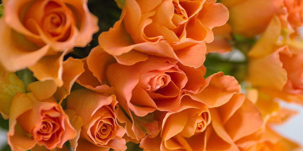 La Signification de la Rose Orange | En Savoir Plus