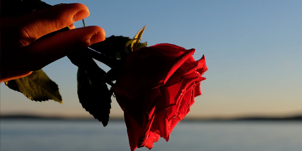 La Rose Rouge, symbole d'amour | En savoir plus