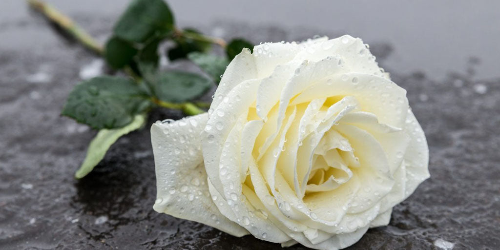 Quand Offrir des Roses Blanches ?