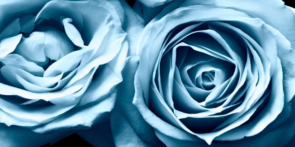 Rose Bleue Ciel