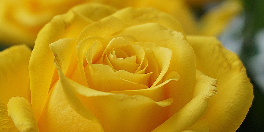 Signification rose jaune