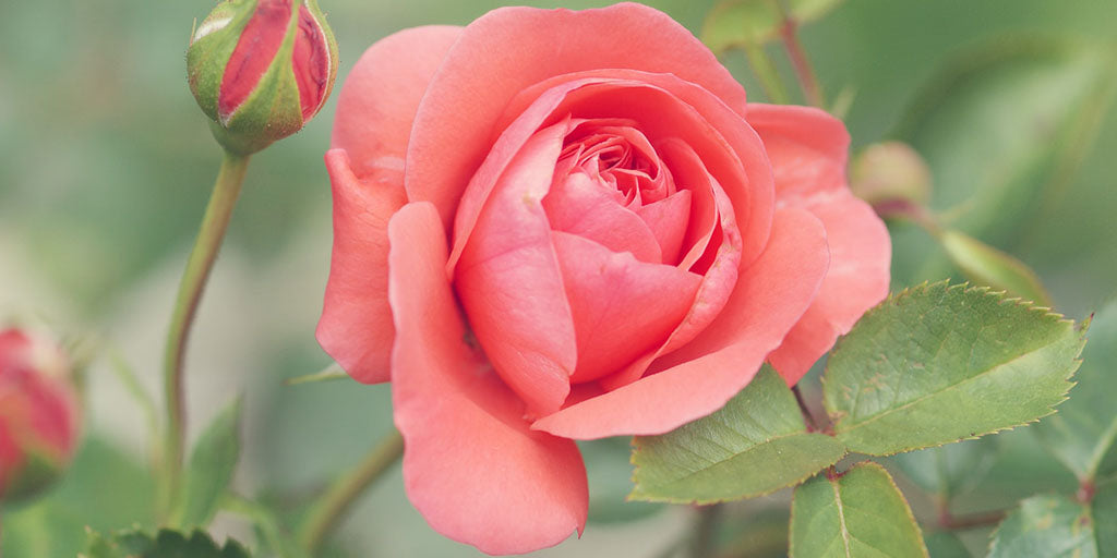 Rose Rose Signification