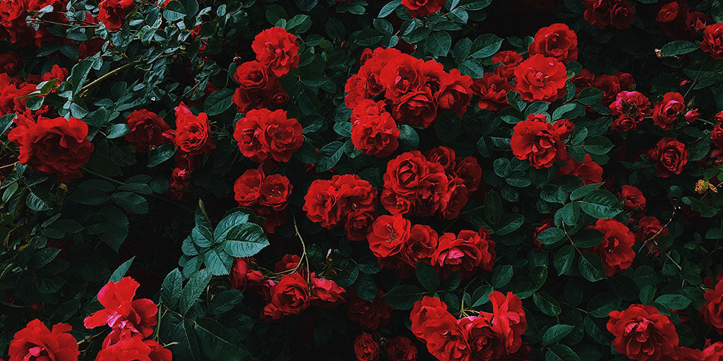 Rose Rouge Symbolique
