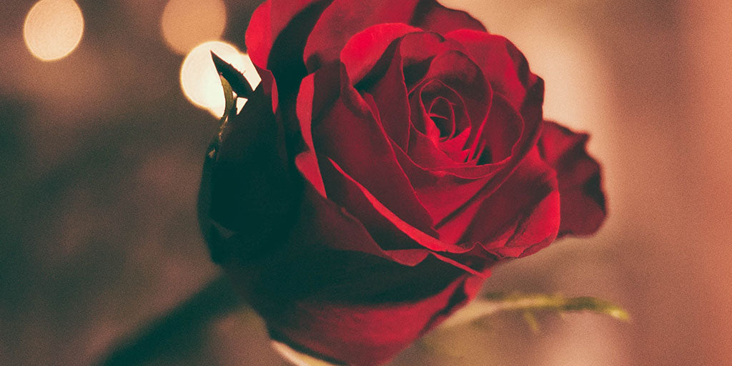 Pourquoi offrir une rose rouge ?