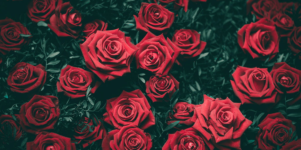 La Rose Rouge, symbole d'amour | En savoir plus