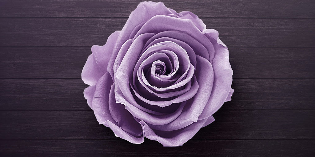 Rose Violette