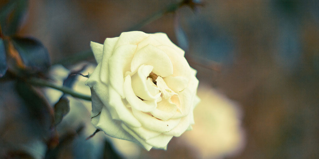 Que Signifie la rose Blanche ?