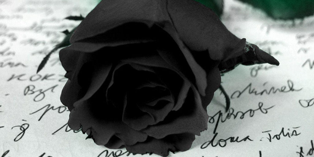 Rose éternelle noire