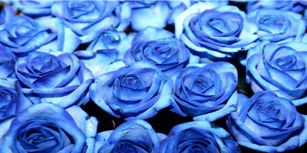 Bouquet de Roses Bleues