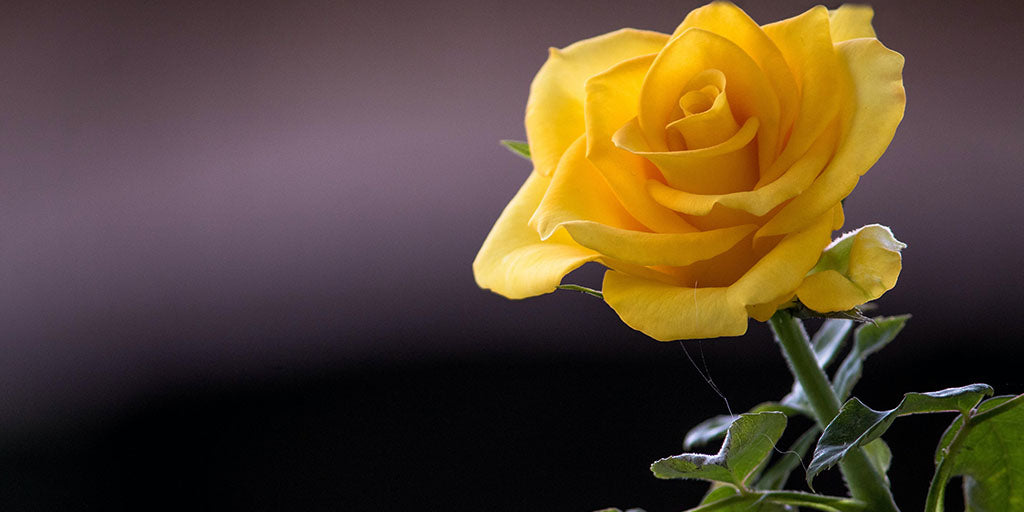La Rose Jaune, un Symbole de Joie | En Savoir Plus