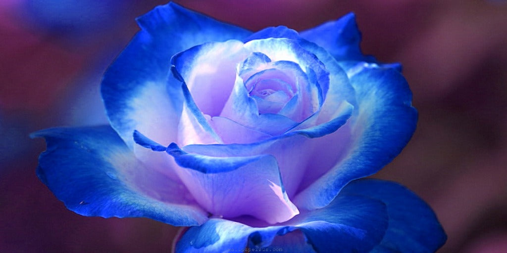 Rose Bleue ciel
