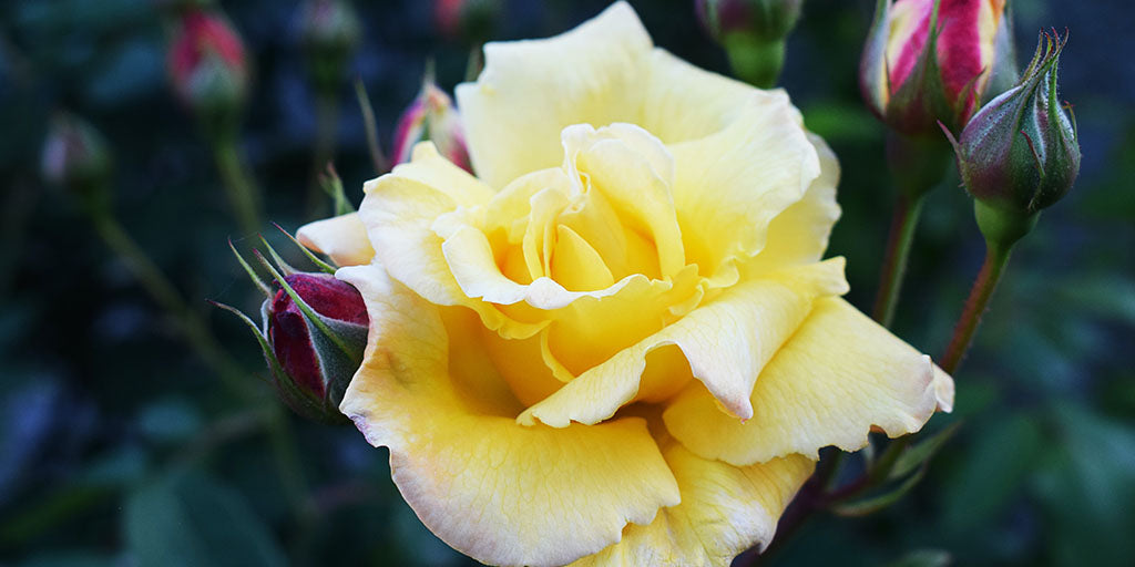 Origine de la rose jaune