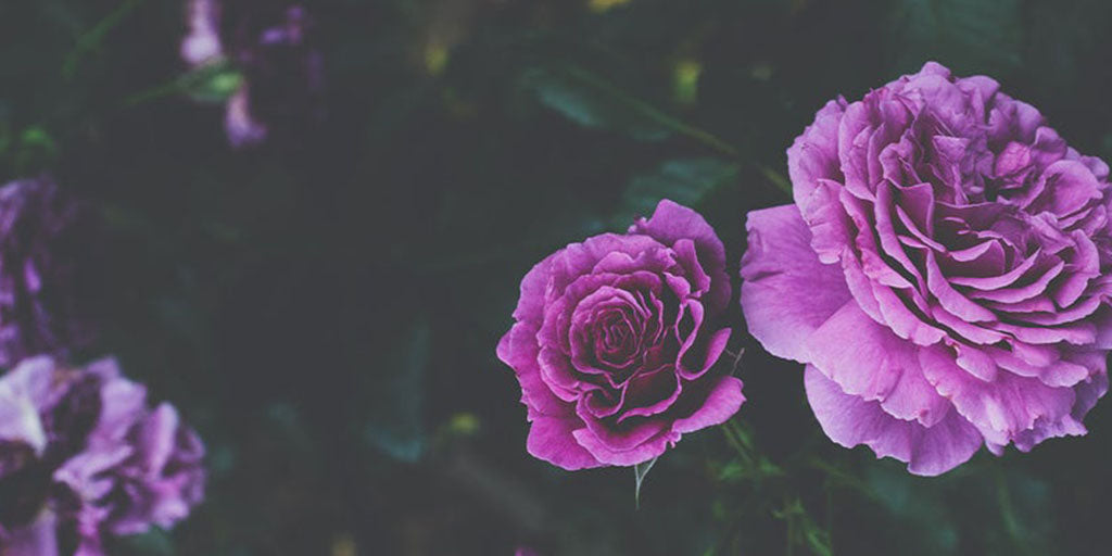 Offrir rose violette