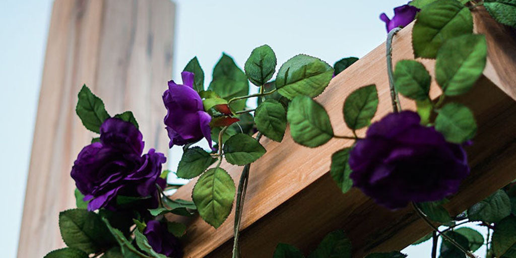 Rose violette variété