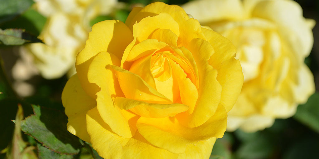 La Rose Jaune, un Symbole de Joie | En Savoir Plus