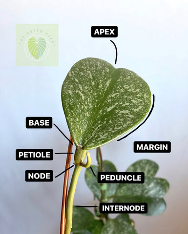 Hoya Plant Parts Infographic – The Green Plant