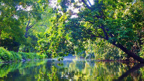 Schuylkill River Scenery